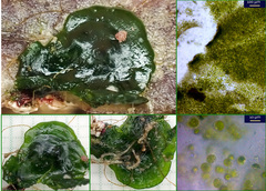 Palmophyllum crassum