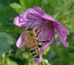 Apis mellifera
