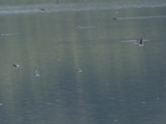 Charadrius hiaticula