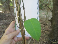 Secamone gerrardii