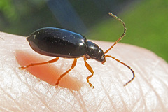Luperus xanthopoda