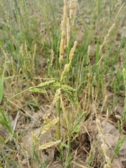 Beckmannia syzigachne