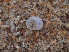 Vanikoro sigaretiformis