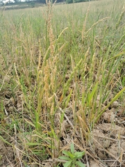 Beckmannia syzigachne