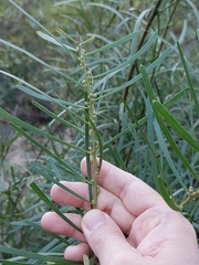 Acacia elongata