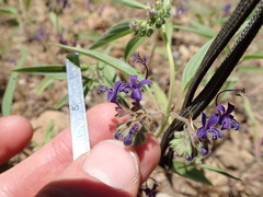 Trichostema laxum