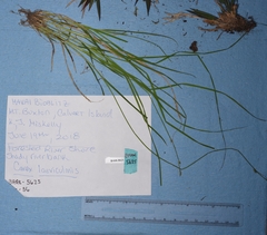 Carex laeviculmis