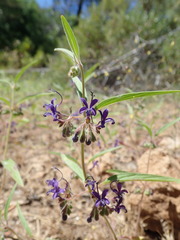 Trichostema laxum