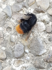 Bombus