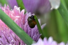 Lilioceris merdigera