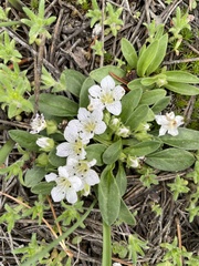 Hesperochiron pumilus