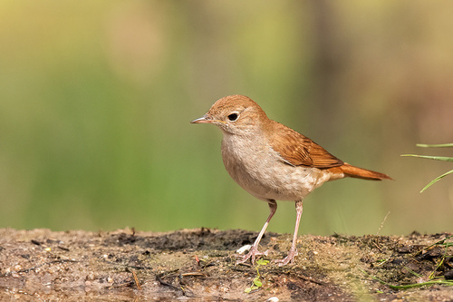 Common Nightingale, photo 9 of 10