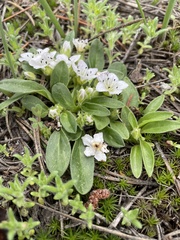 Hesperochiron pumilus