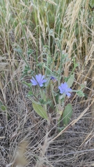 Cichorium pumilum