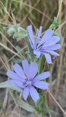 Cichorium pumilum