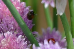 Lilioceris merdigera