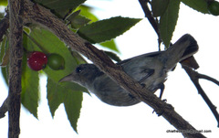 Dicaeum erythrorhynchos