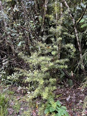 Podocarpus laetus