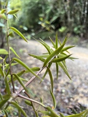 Podocarpus laetus