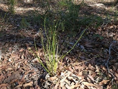 Platysace filiformis