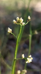 Platysace filiformis