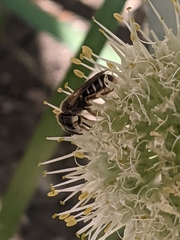 Halictus rubicundus