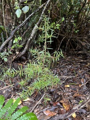 Podocarpus laetus
