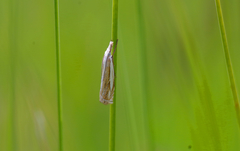 Crambus uliginosellus