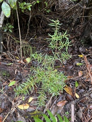 Podocarpus laetus
