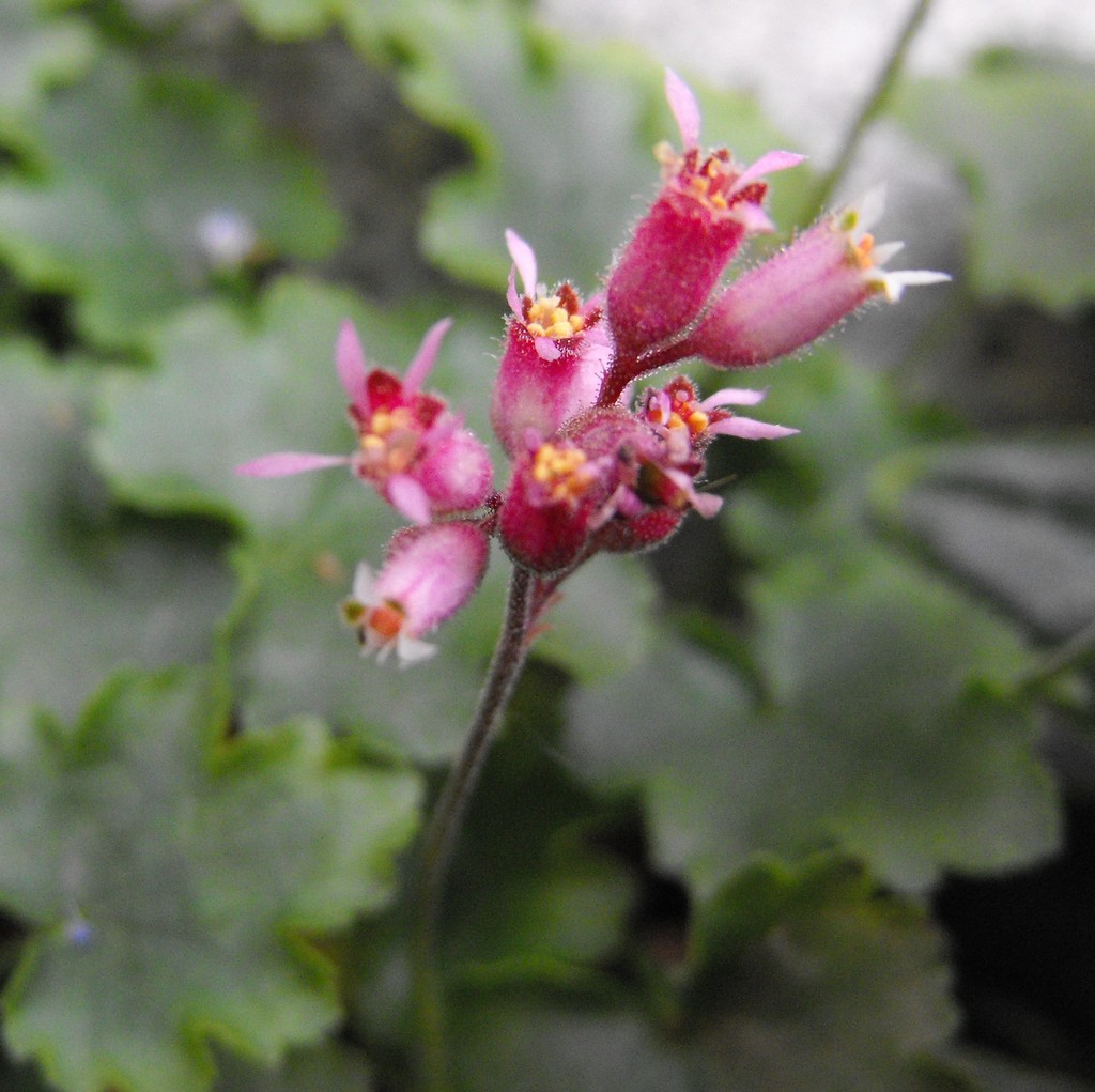 abrams' alumroot