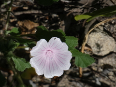 Malva hispanica