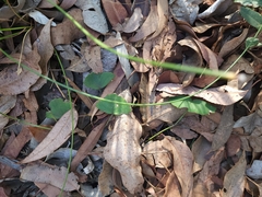 Pentapeltis peltigera