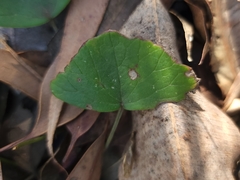 Pentapeltis peltigera