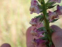 Sairocarpus virga