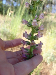 Sairocarpus virga