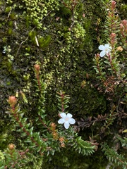 Epacris muelleri