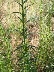 Sairocarpus virga
