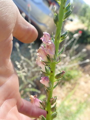 Sairocarpus virga