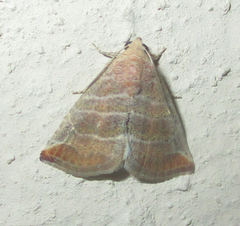 Eublemma baccatrix
