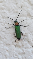 Anogcodes seladonius