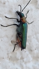 Anogcodes seladonius