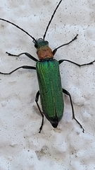 Anogcodes seladonius