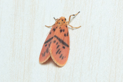 Miltochrista arcuata