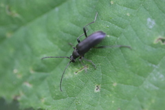 Grammoptera abdominalis