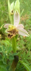 Ophrys apifera friburgensis