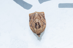 Adoxophyes privatana