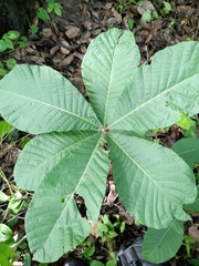 Pouteria alnifolia