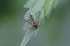 Ptychoptera albimana