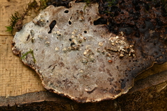 Agathomyia wankowiczii