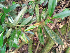 Calophyllum australianum